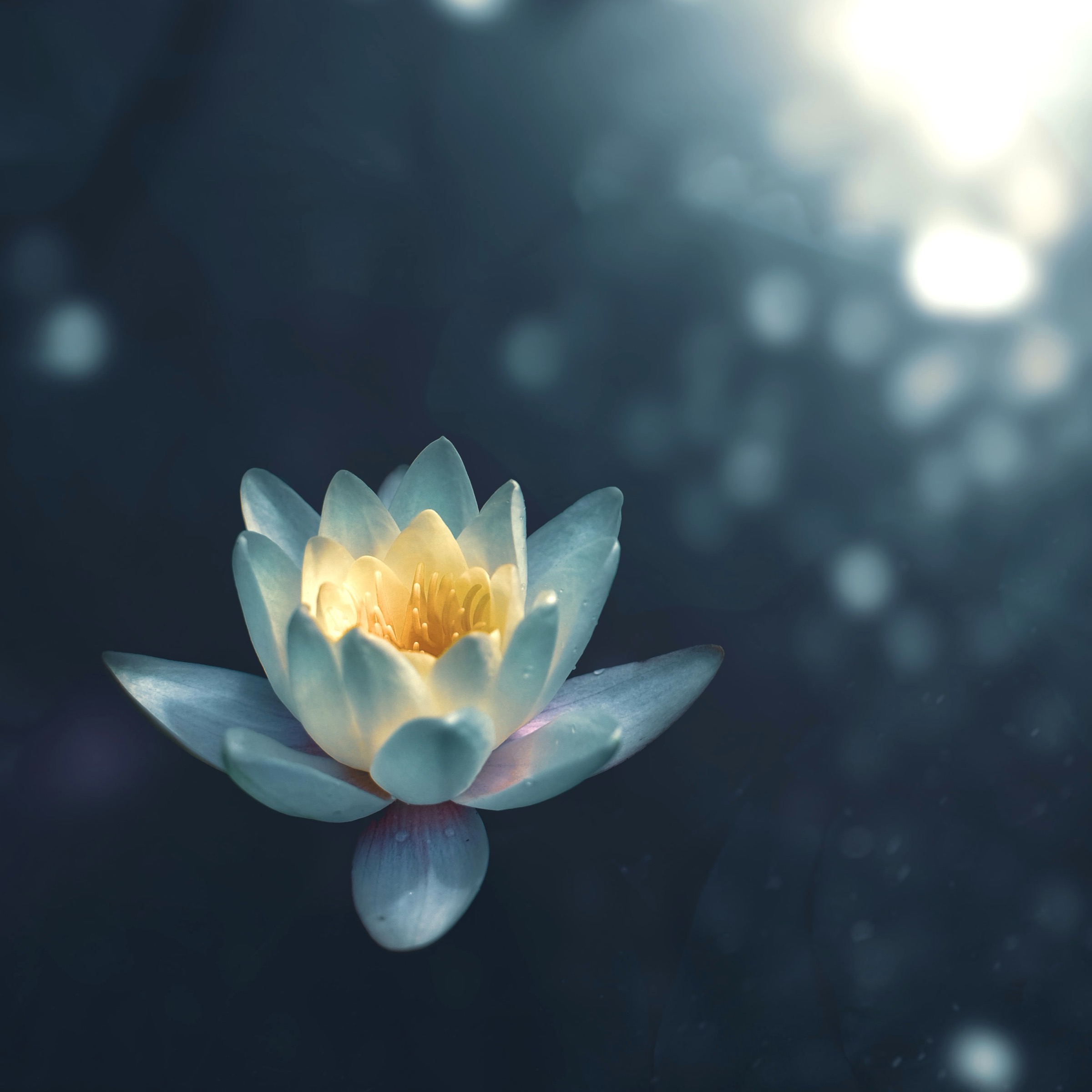 A lotus flower opening on still, dark water